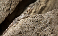 Lizard