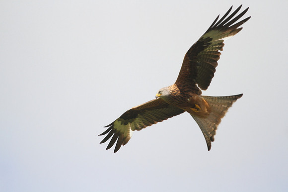 Red Kite