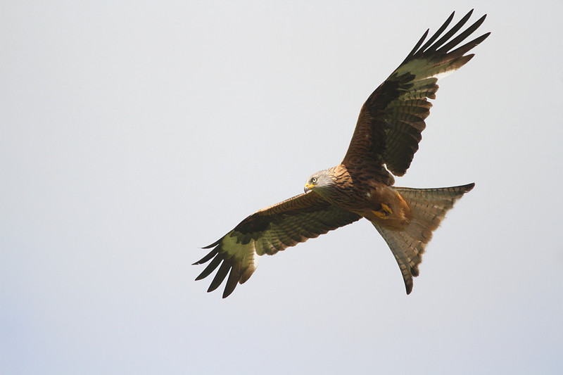 Red Kite