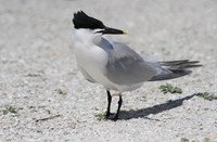 Sandwich Tern