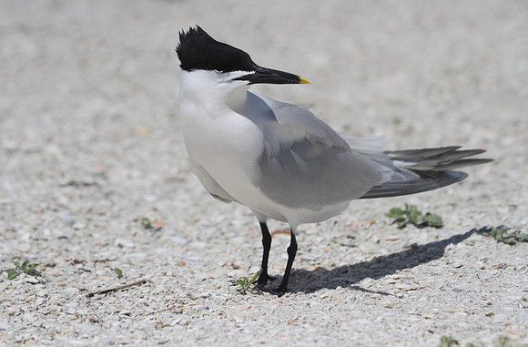 Sandwich Tern