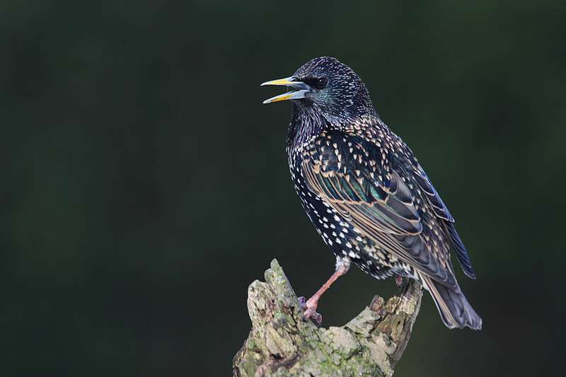 Starling
