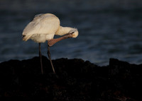 Spoonbill preening