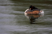 Great Crested Grebe