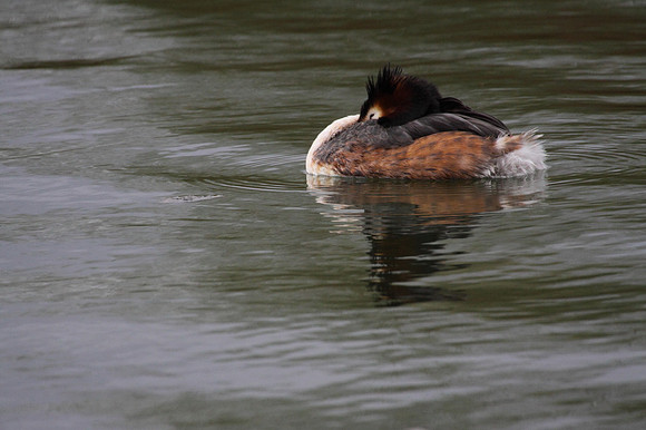 Great Crested Grebe