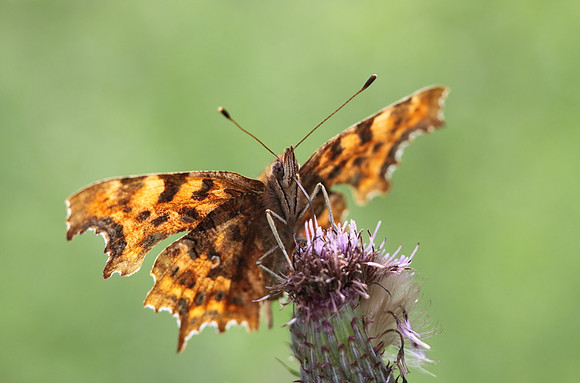 Comma