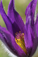 Pasque Flower