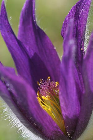 Pasque Flower