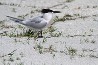 Sandwich Tern