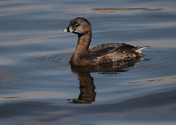 Pied Billed Grebe