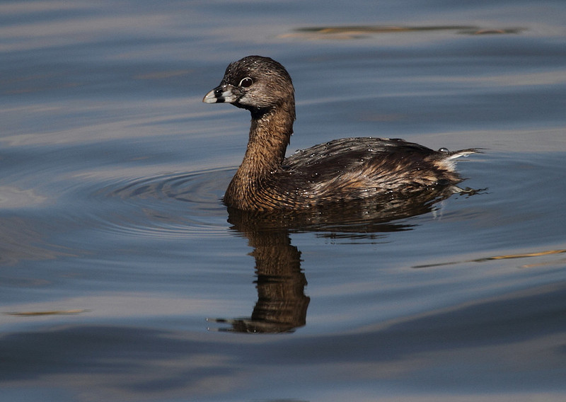 Pied Billed Grebe
