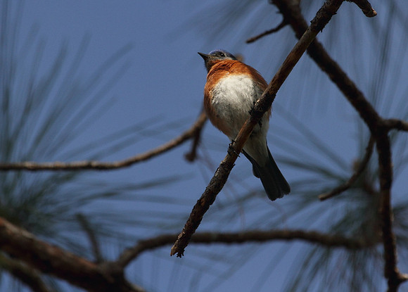 Eastern Bluebird