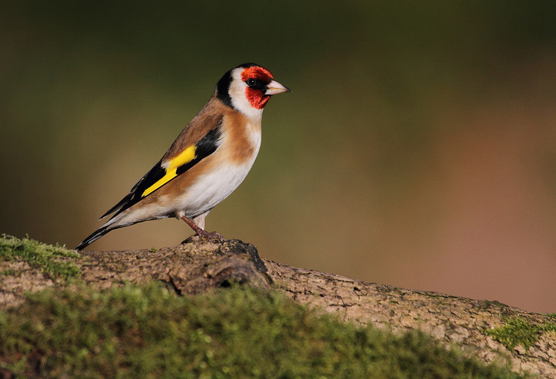 Goldfinch