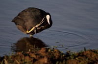 Coot Preening