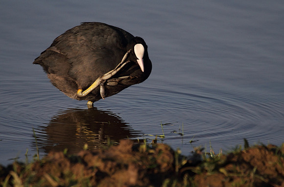 Coot Preening