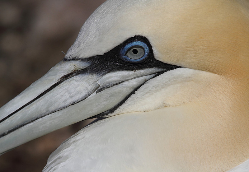 Here's looking at you