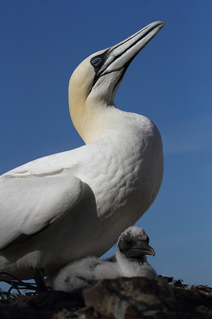Gannet and chick