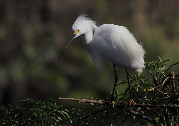 Snowy Egret