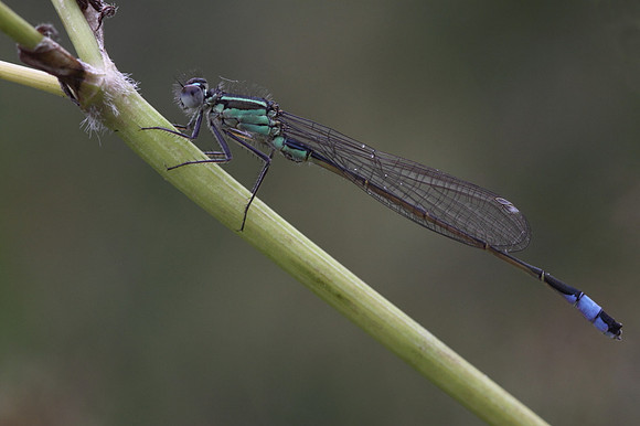 Blue Tailed Damselfly