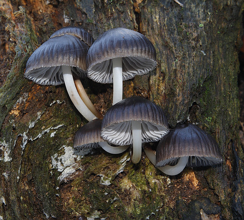 Mycena Inclinata
