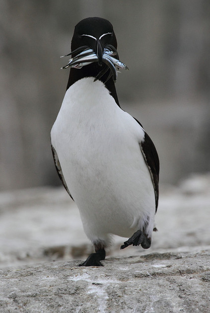 Razorbill with fish