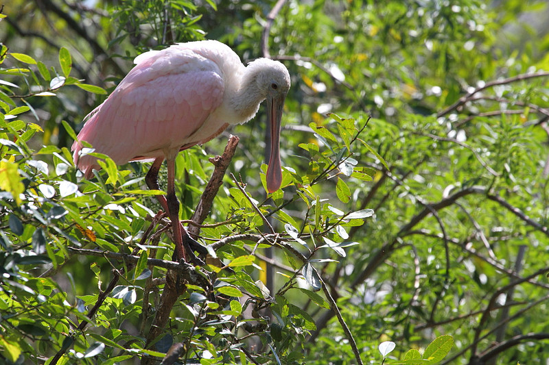 Roseate Spoonbill
