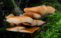 Velvet Shank