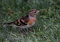 Brambling
