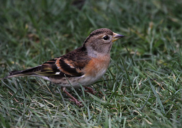 Brambling