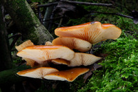 Velvet Shank
