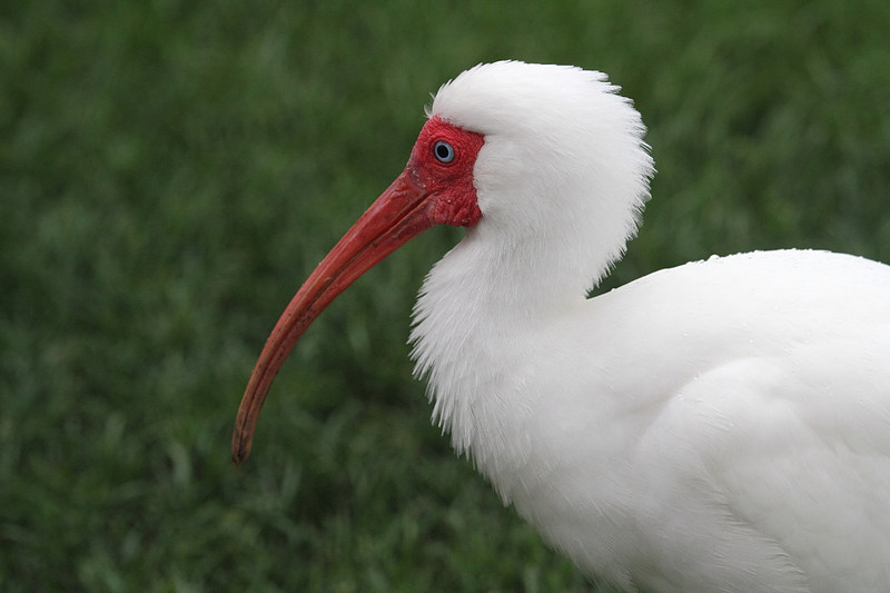 White Ibis