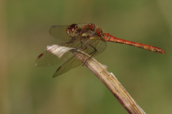 Common Darter (Male)