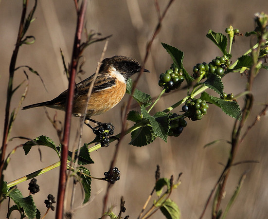 Stonechat