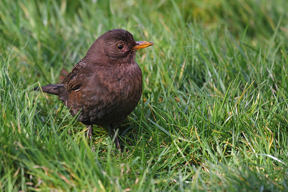 Female Blackbird