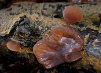 Jew's Ear