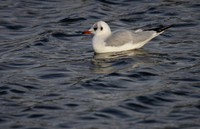 Black Headed  Gull