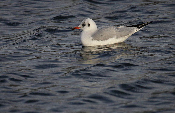Black Headed  Gull