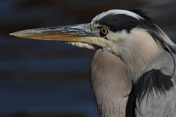 Great Blue Heron 8
