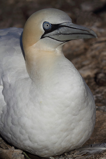 Gannet on nest