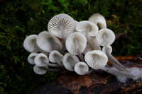 Mycena Fungi