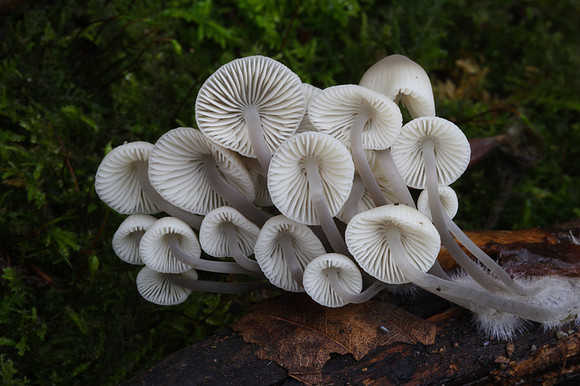 Mycena Fungi