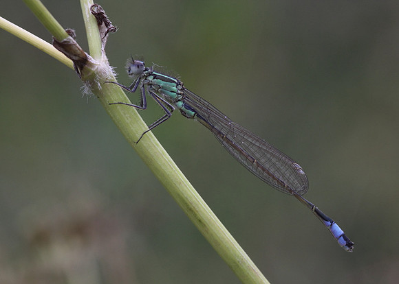 Blue Tailed Damselfly