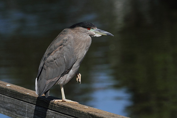 Black Crowned Night Heron