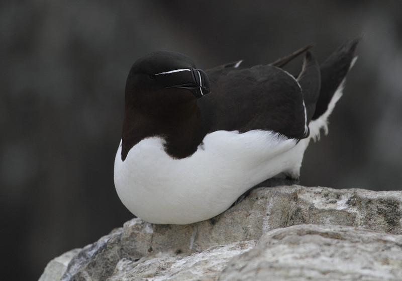 Razorbill