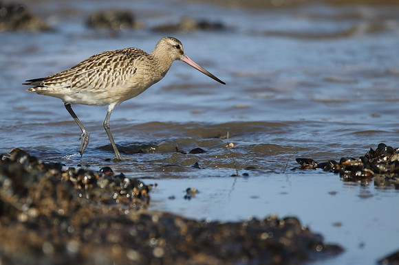Bar Tailed Godwit