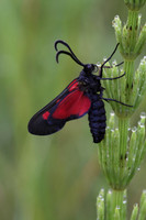 Five Spotted Burnet Moth