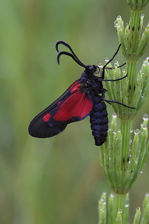 Five Spotted Burnet Moth