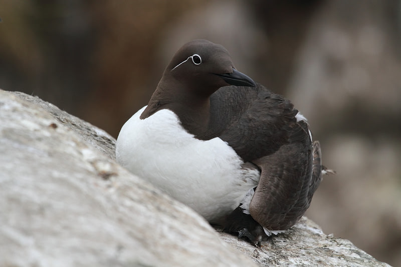 Bridled Guillemot