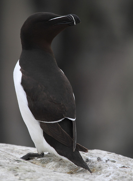 Razorbill