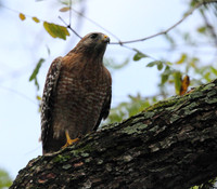 Red Shouldered Hawk